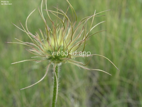 pasque-flower